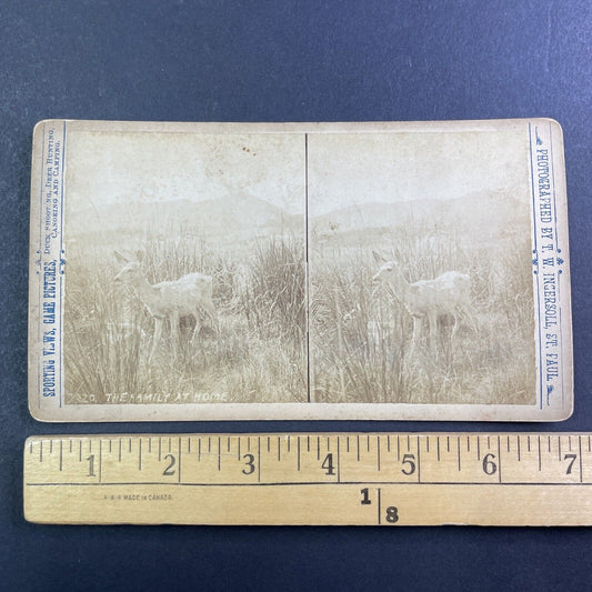 Deer in a Field Stereoview T.W. Ingersoll St. Paul Minnesota c1888 Y429