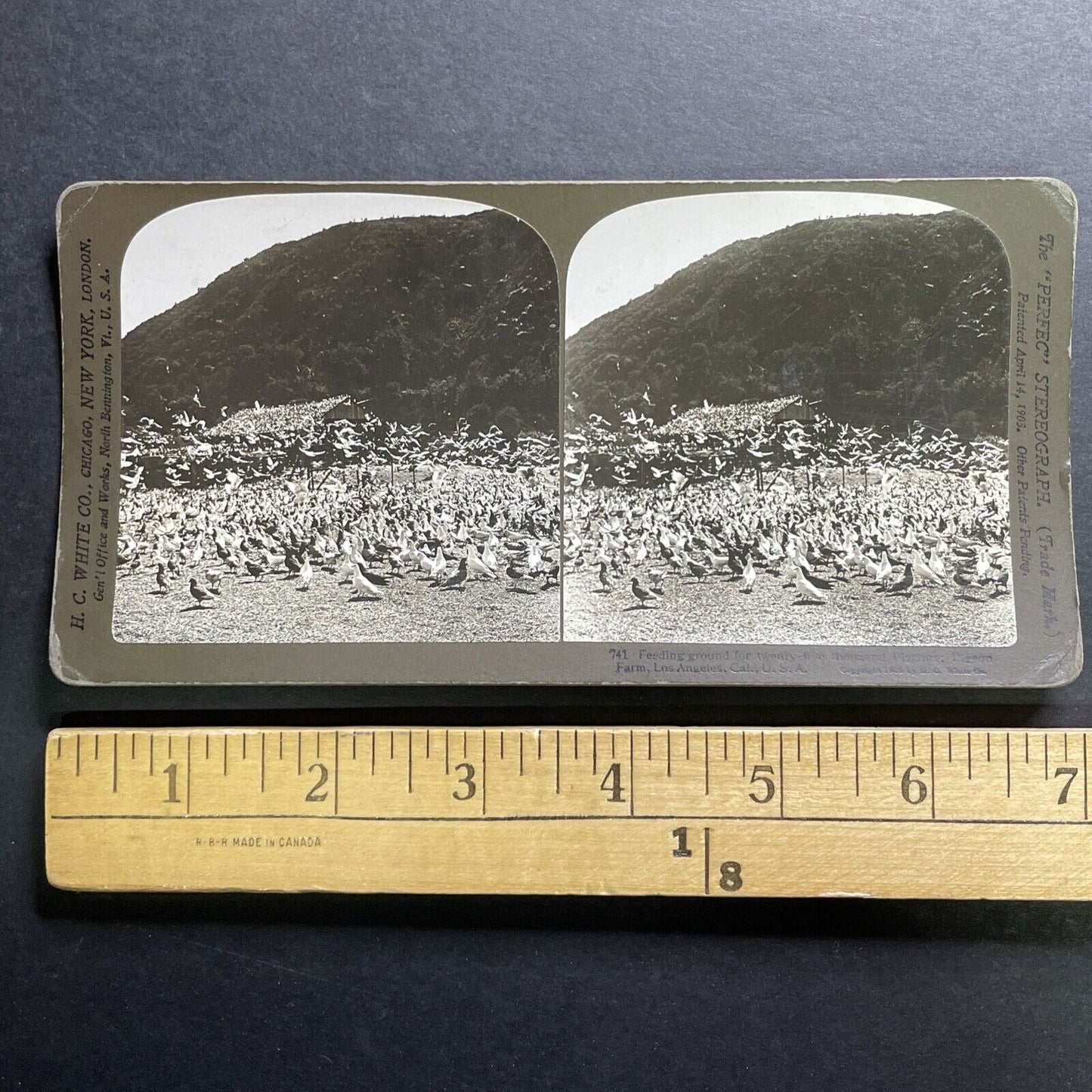 Antique 1905 Flock Of Pigeons Los Angeles California Stereoview Photo Card P1276