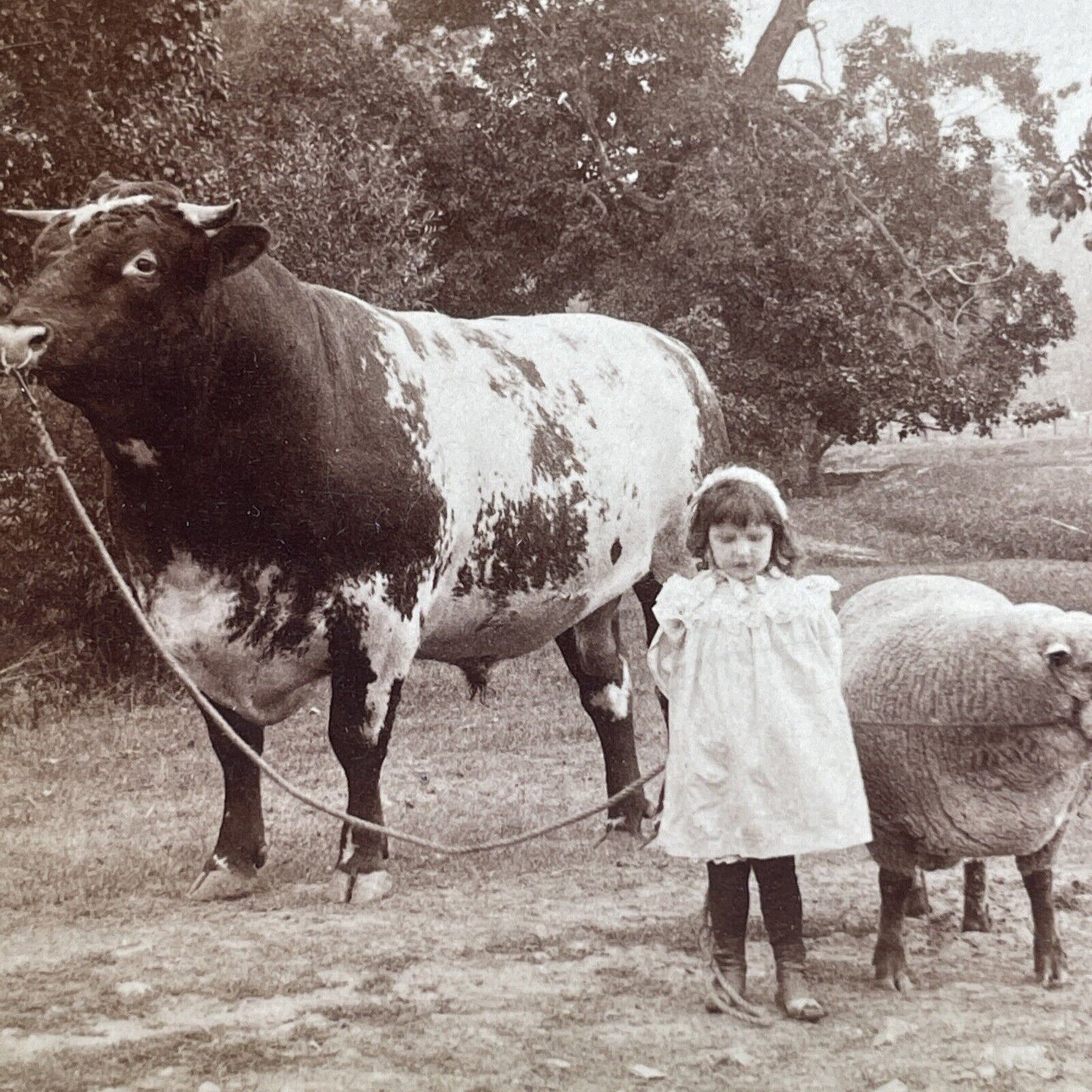 Antique 1901 Child & Large Muscular Bull Stereoview Photo Card PC782