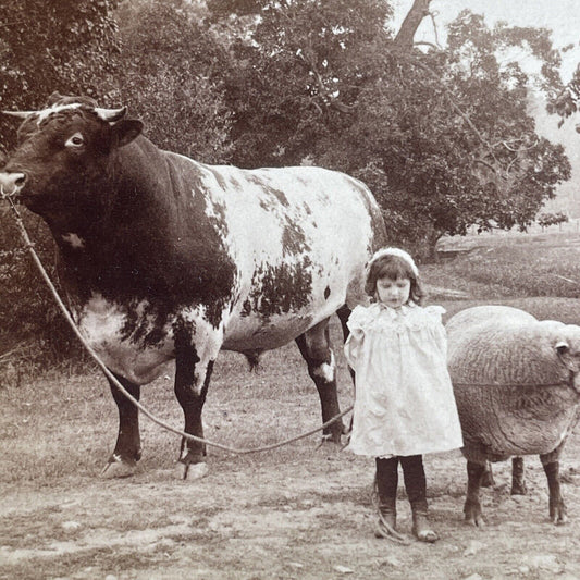 Antique 1901 Child & Large Muscular Bull Stereoview Photo Card PC782