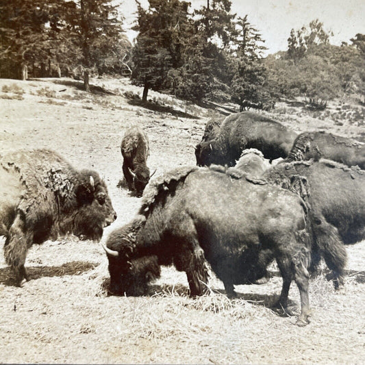 Antique 1909 The Last Wild Bison Herd In California Stereoview Photo Card P3503