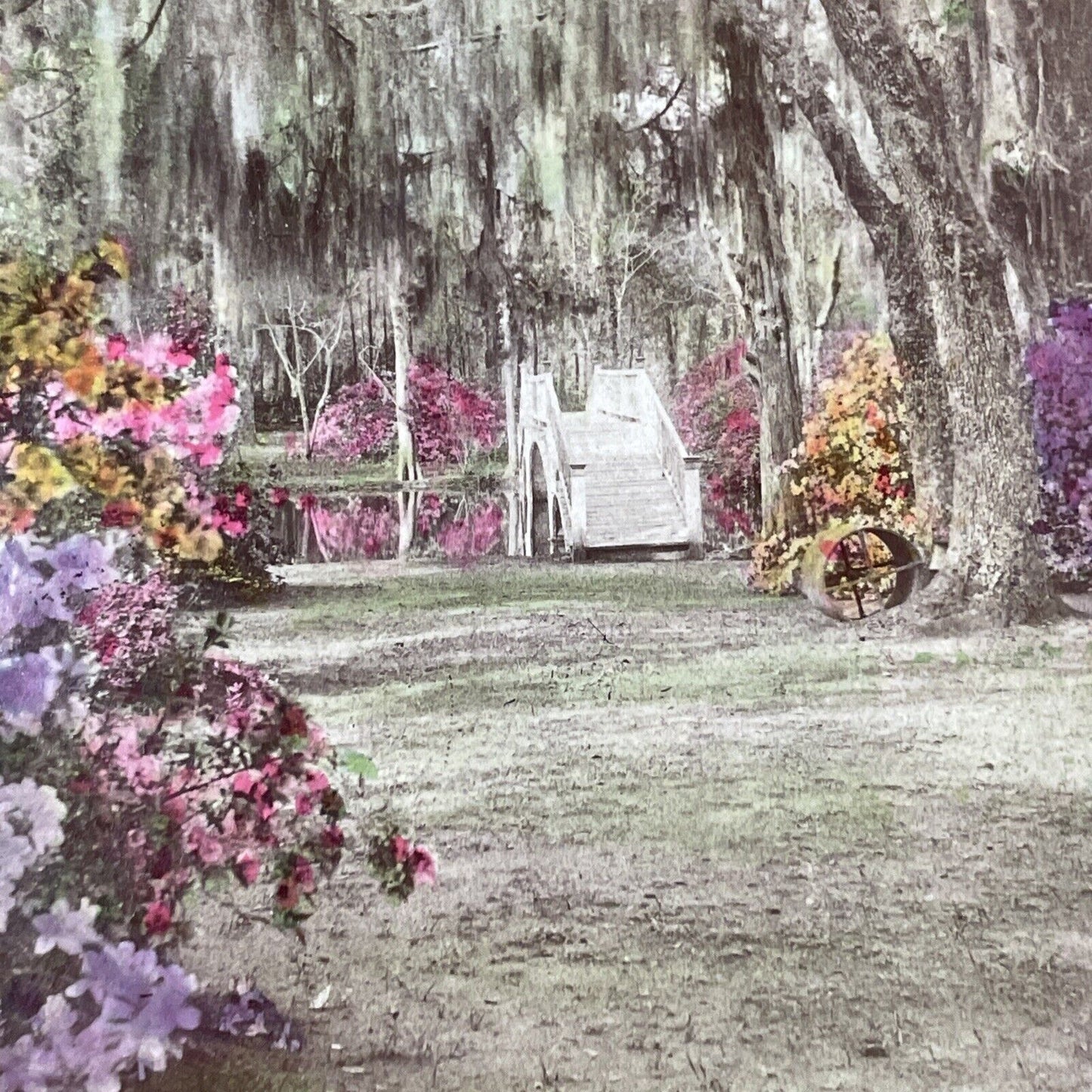 Gardens of John Grimke Drayton Stereoview Charleston South Carolina c1870 Y1326