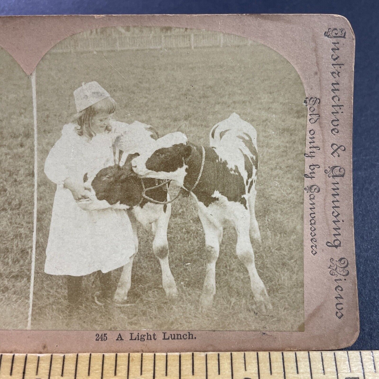 Antique 1880s Child Feeds Her Prized Calves Stereoview Photo Card P4044