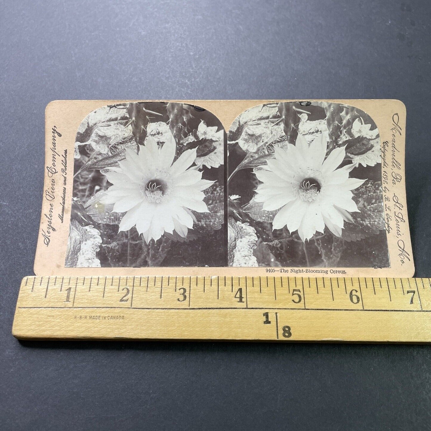 Antique 1898 A Night Blooming Cereus Flower Stereoview Photo Card P4003