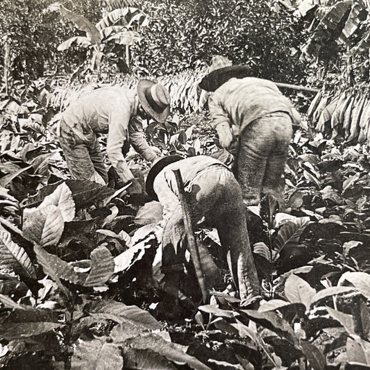 Antique 1918 Tobacco Farming Farm Havana Cuba Stereoview Photo Card P1613