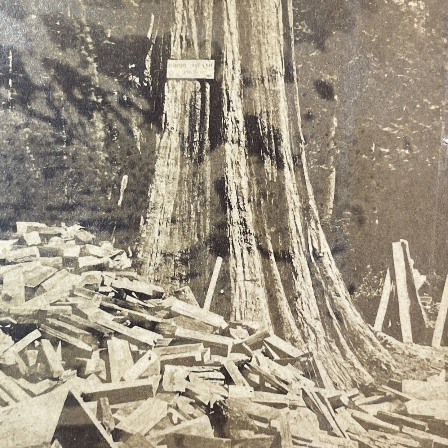 Sequoia Logging Yosemite Valley Stereoview Thomas C. Roche Antique c1870 X3727