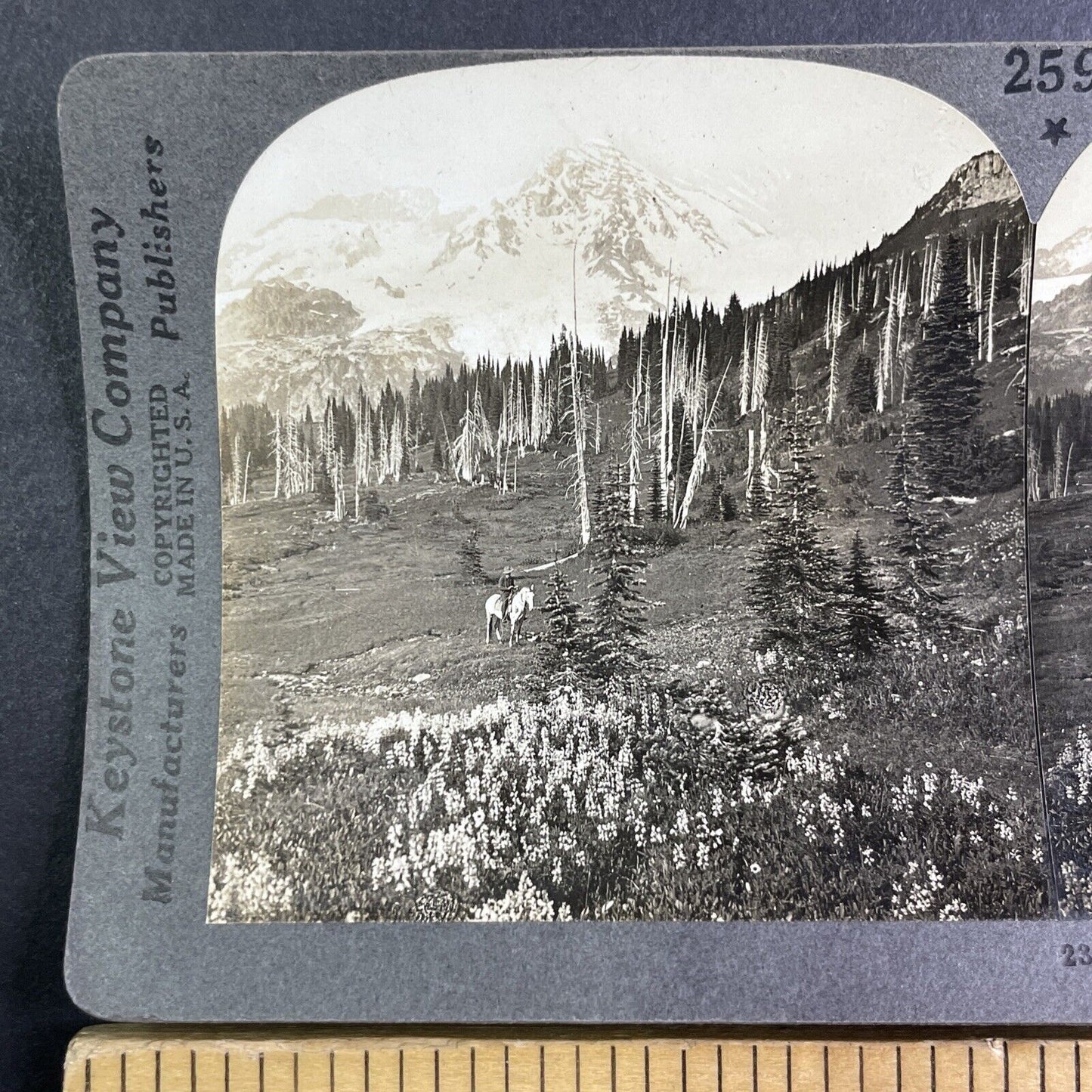 Dead Trees at Mount Rainier Washington Stereoview Antique c1910s Y1180