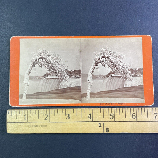 Wind Swept Tree Luna Island New York Stereoview J.G. Parks c1870 Y2847