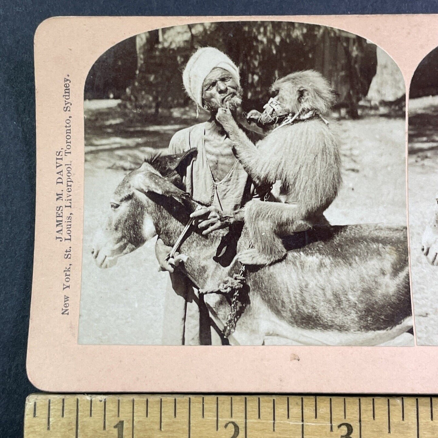 Muzzled Monkey Grabs Old Man's Beard Stereoview India Antique c1898 X2471