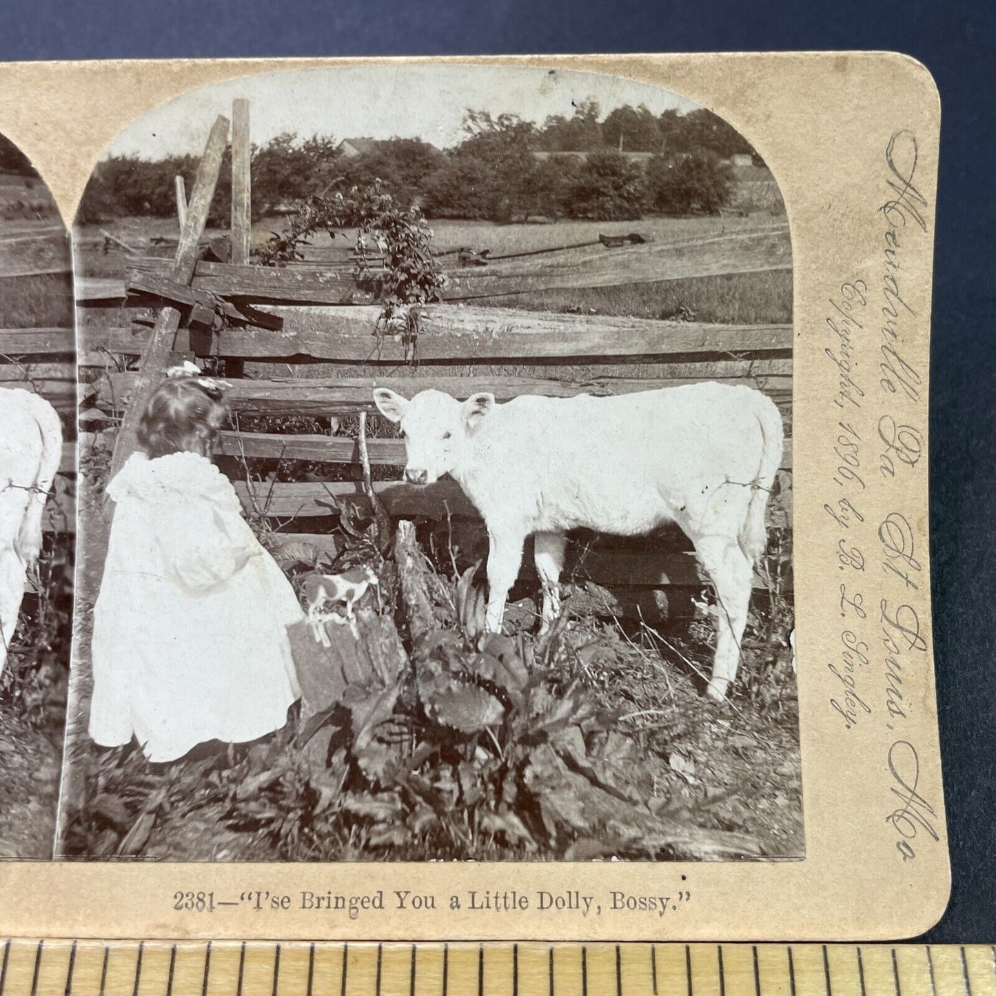 Antique 1896 Girl Plays Dolls With Her Calf Cow Stereoview Photo Card P3120