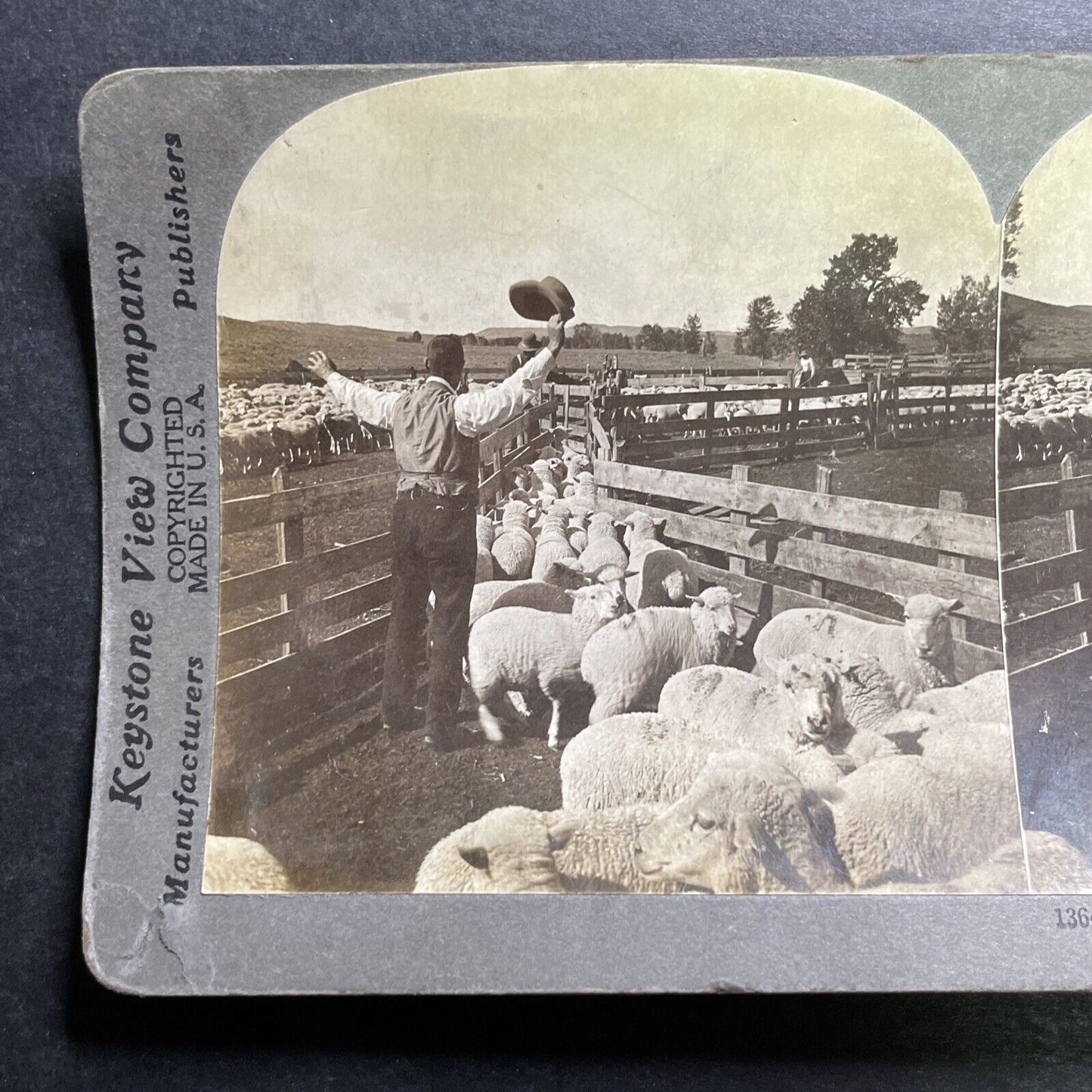 Antique 1905 Cowboys Herd Sheep In Montana Stereoview Photo Card P1272