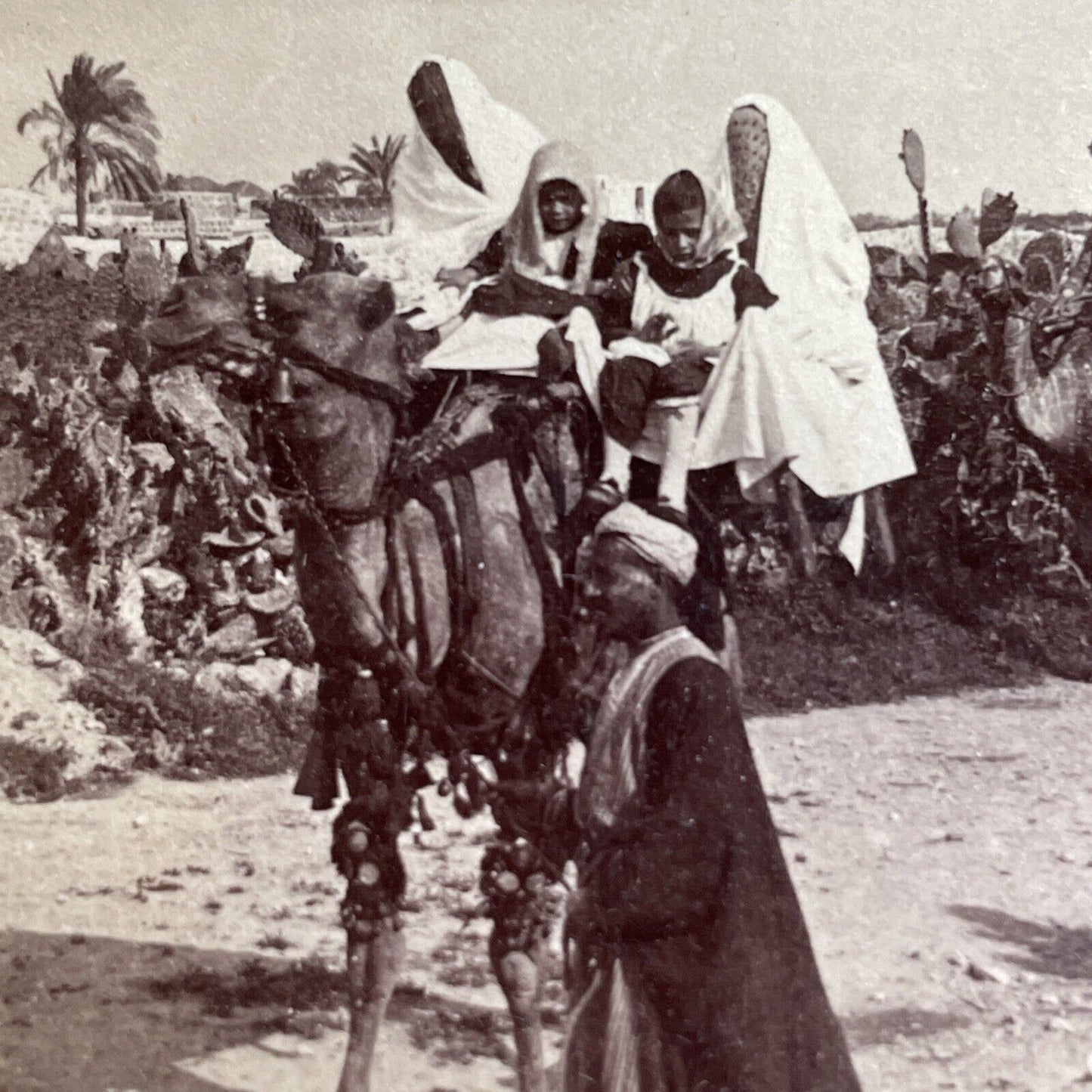 Antique 1900 Syrian Family On Camel Lydda Israel  Stereoview Photo Card P1390