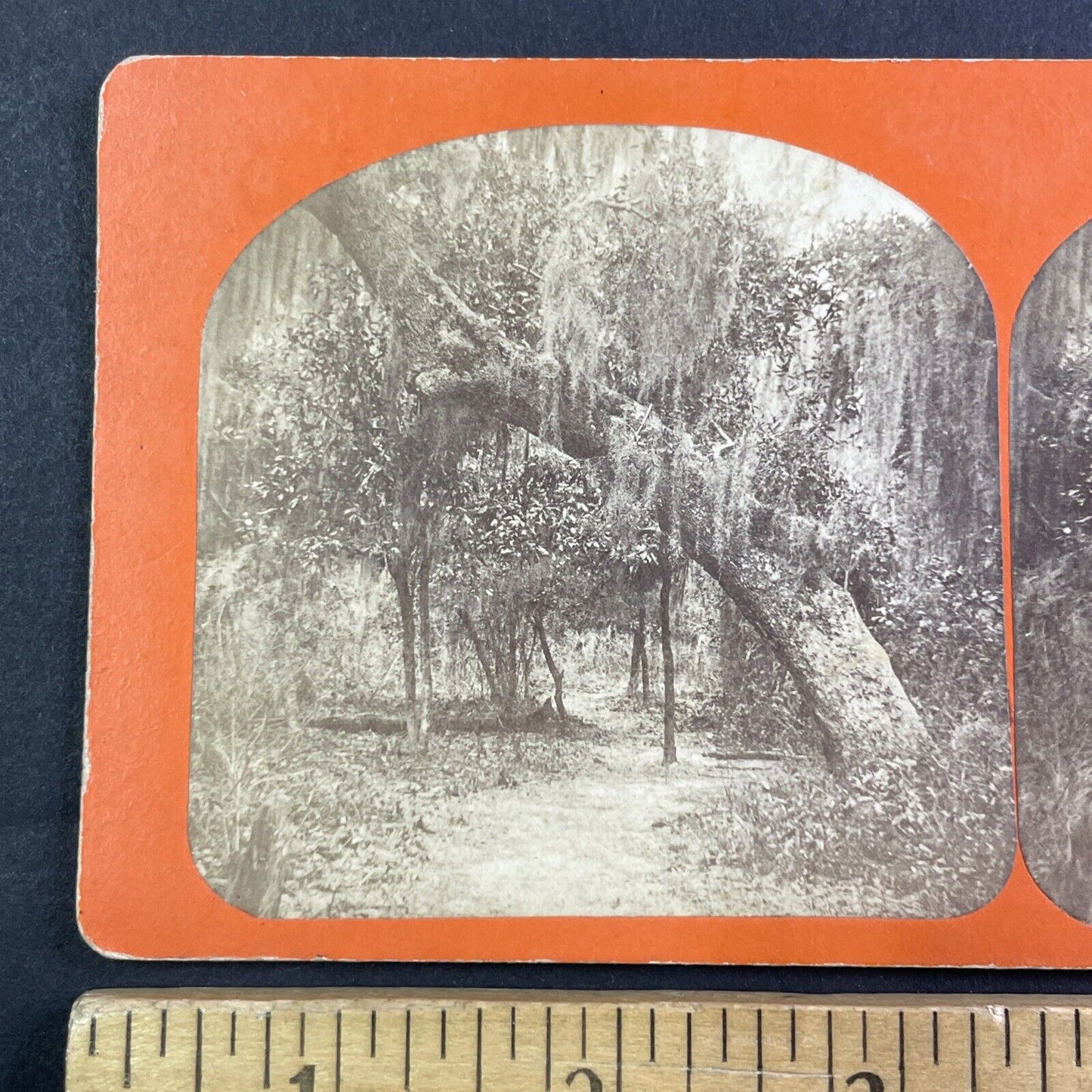 Green Cove Springs Florida Stereoview Park Pathway Antique c1860s Y073