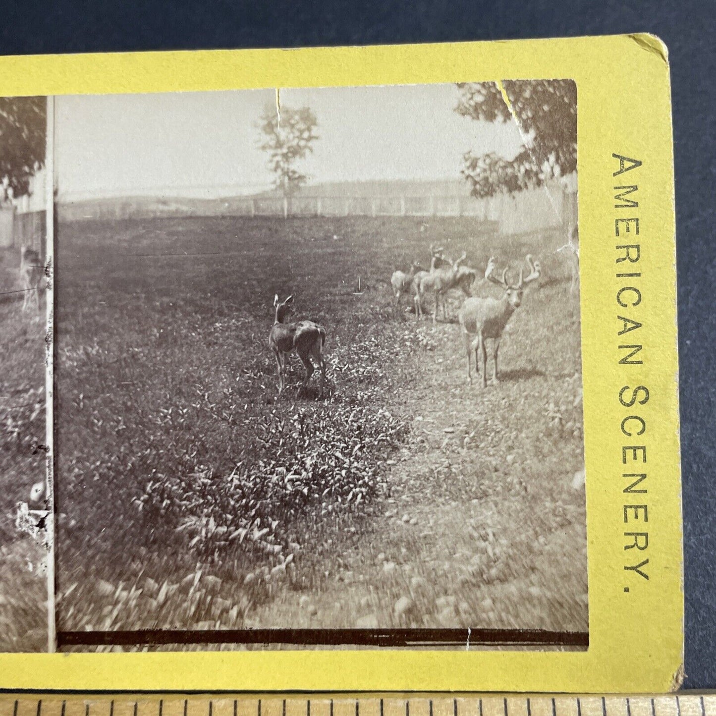 Antique 1870s Fenced In Deer In New York State Stereoview Photo Card P4798