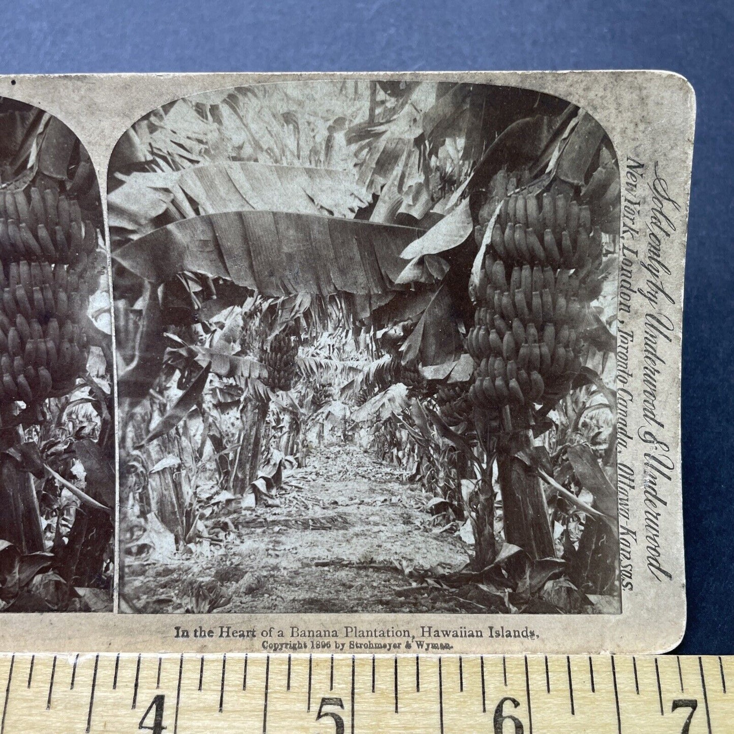 Antique 1896 Oahu Banana Plantation Farm Hawaii Stereoview Photo Card P2516