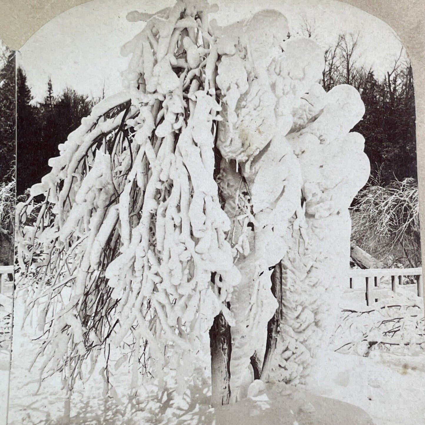 Luna Island Frozen Snow Tree Stereoview Charles Bierstadt Antique c1880 Y2701