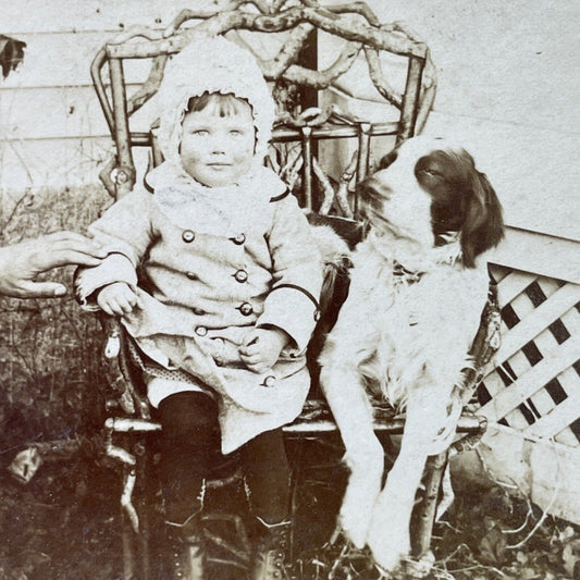 Antique 1882 Toddler With A Cocker Spaniel Dog Stereoview Photo Card P3009