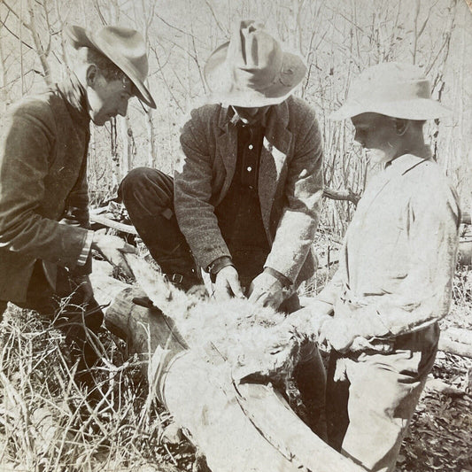 Antique 1903 Hunters Skin A Wild Cat In Colorado Stereoview Photo Card P5048