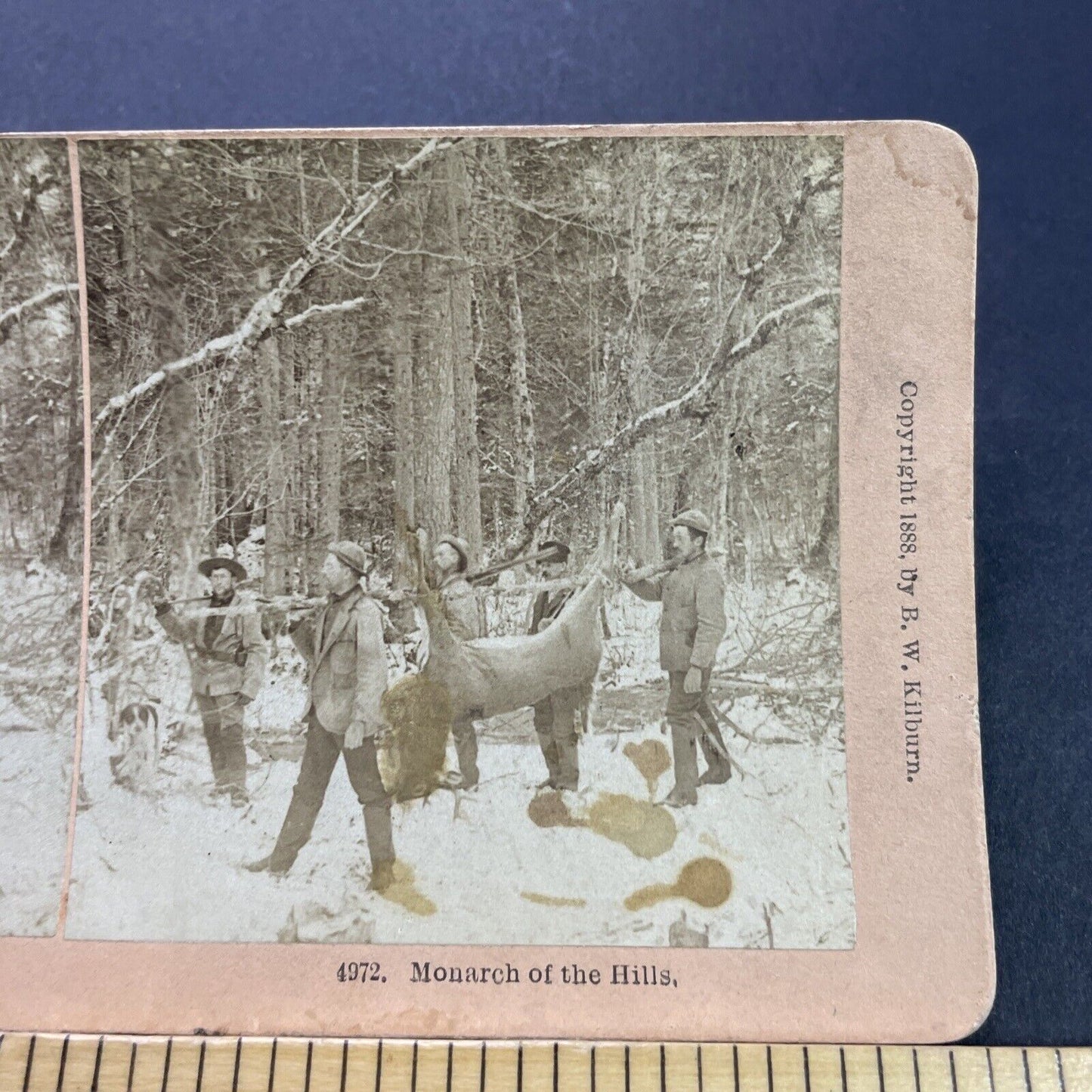 Antique 1888 Men Carry Large Buck Deer Hunting Hunt Stereoview Photo Card P3511