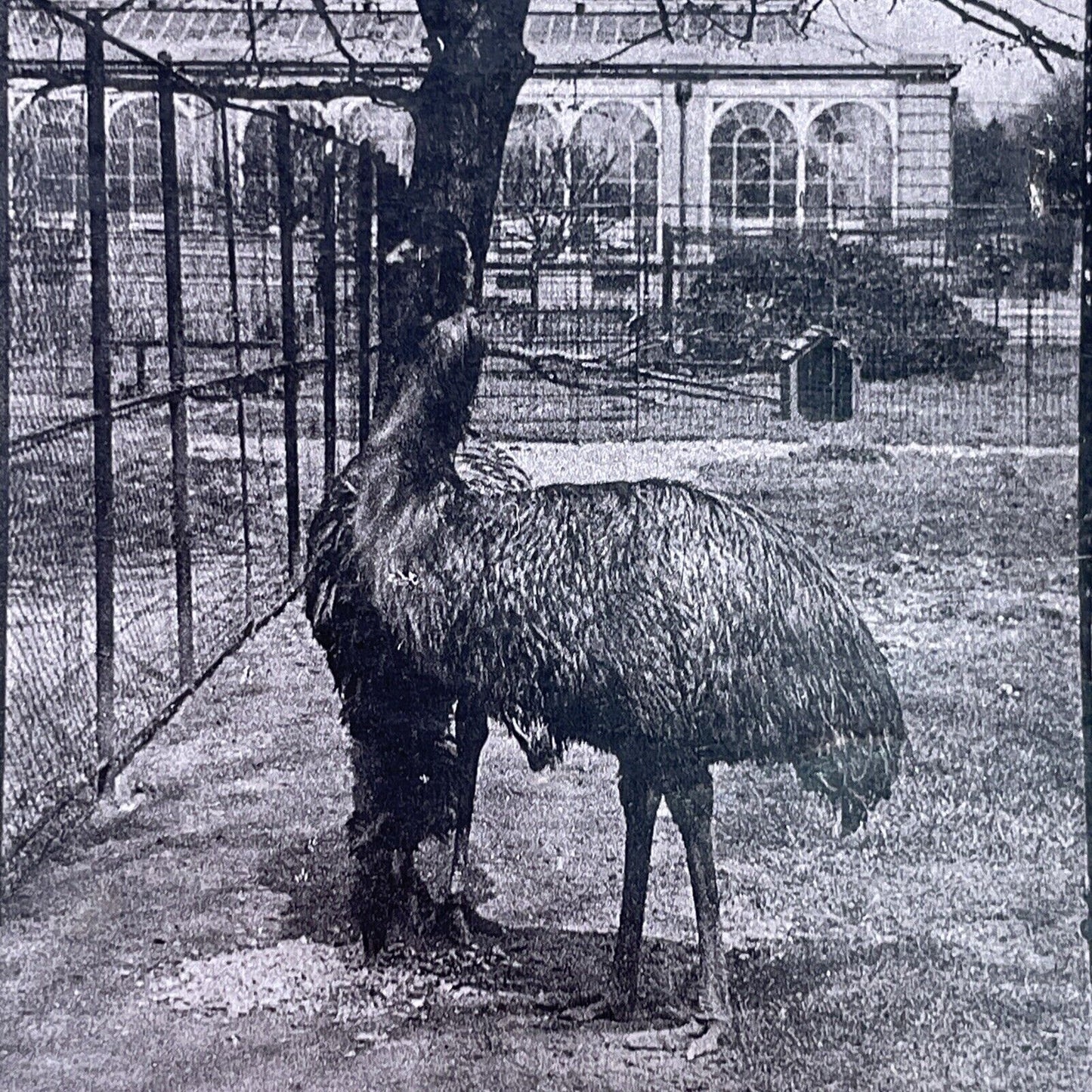 Antique 1880s An Emu Caged In The London Zoo Stereoview Photo Card P1681