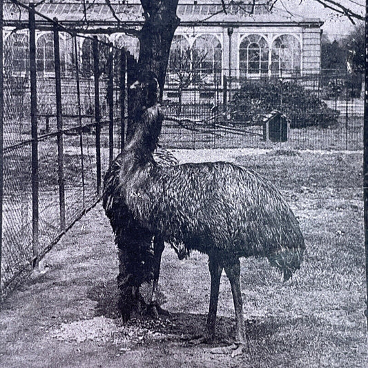 Antique 1880s An Emu Caged In The London Zoo Stereoview Photo Card P1681