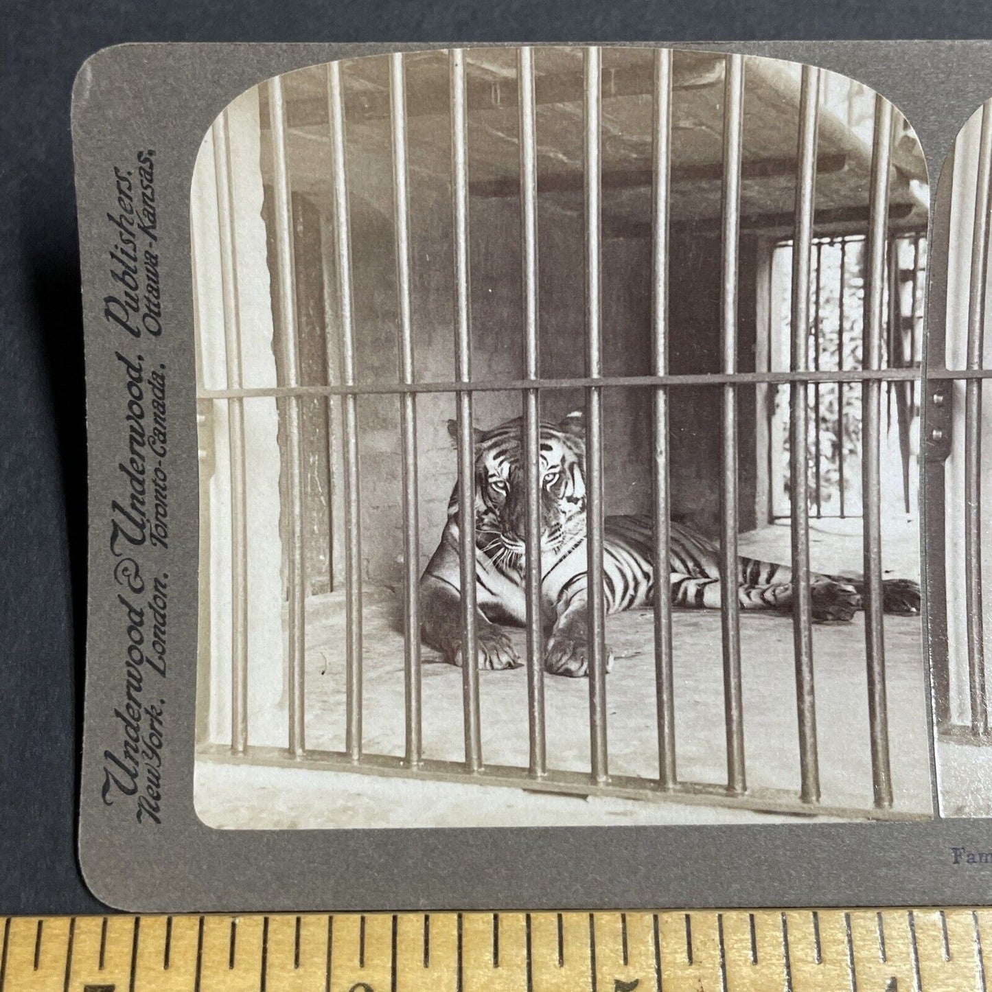 Antique 1903 Tiger That Killed 200 People In India Stereoview Photo Card P5655