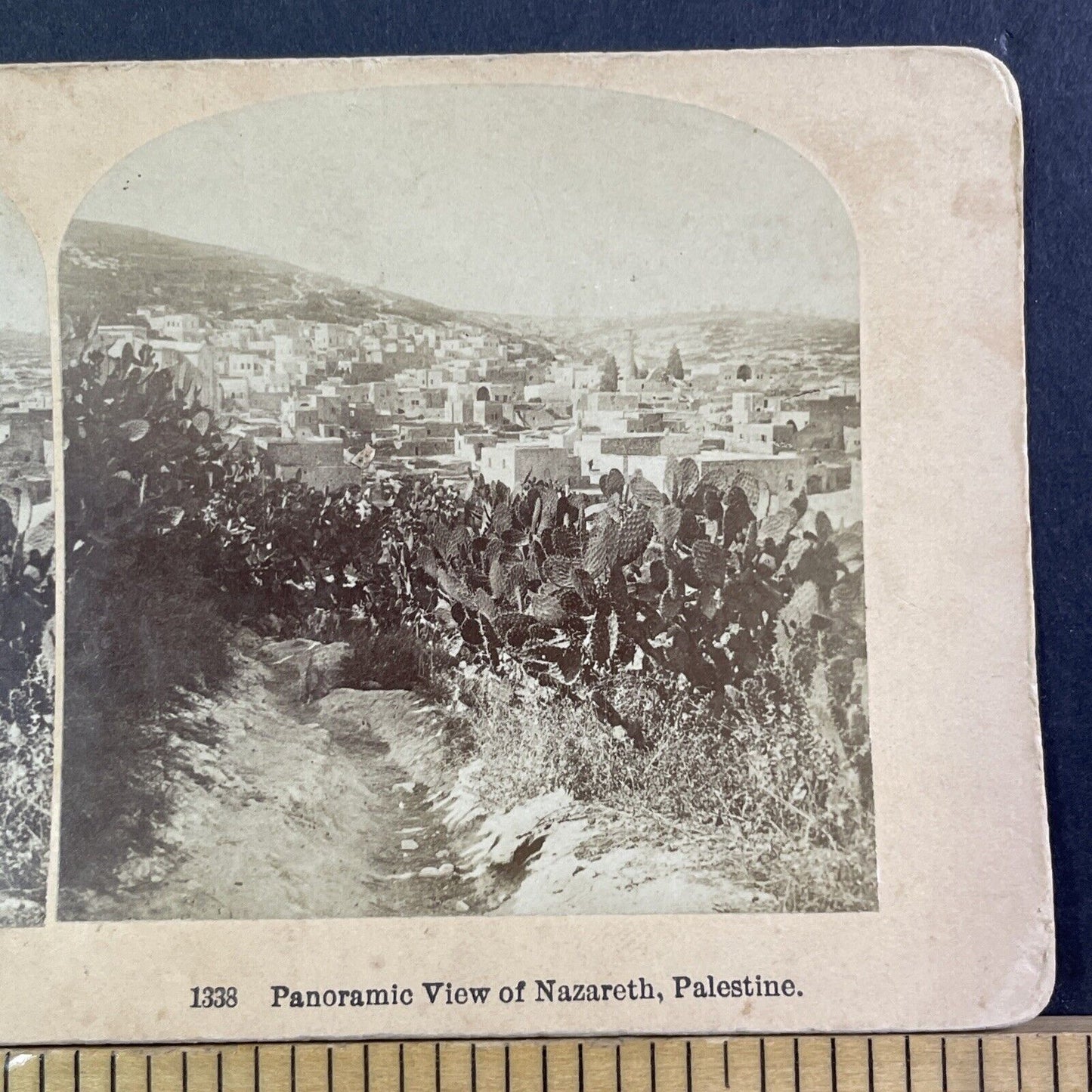 Cactus Plants in Nazareth Palestine Israel Stereoview Antique c1885 X3830