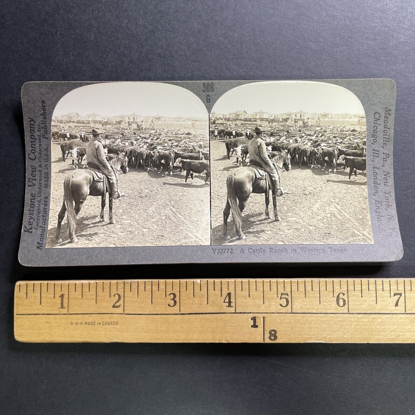 Antique 1918 Cowboys Herd Cattle In West Texas Stereoview Photo Card P1491