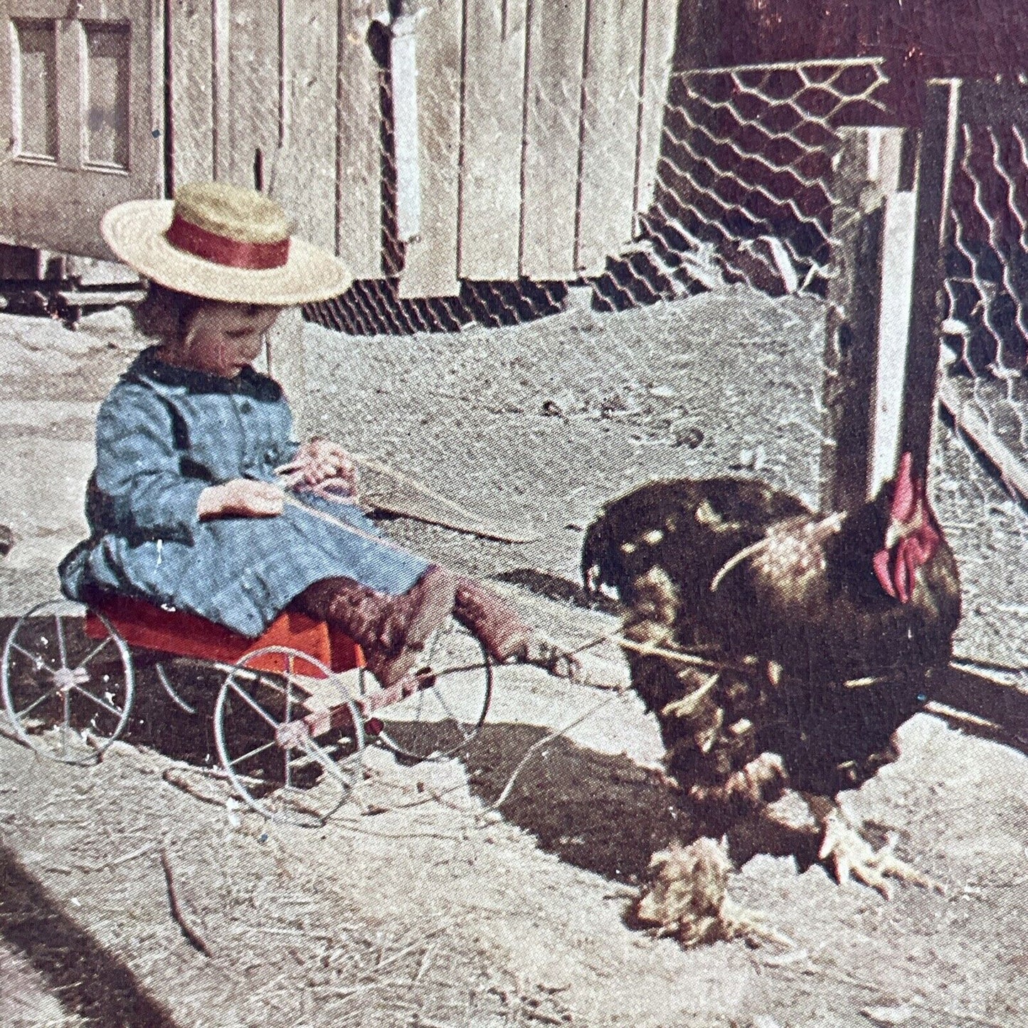 Antique 1905 A Chicken Drawn Carriage And Child Stereoview Photo Card Q2244