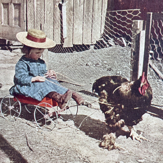 Antique 1905 A Chicken Drawn Carriage And Child Stereoview Photo Card Q2244