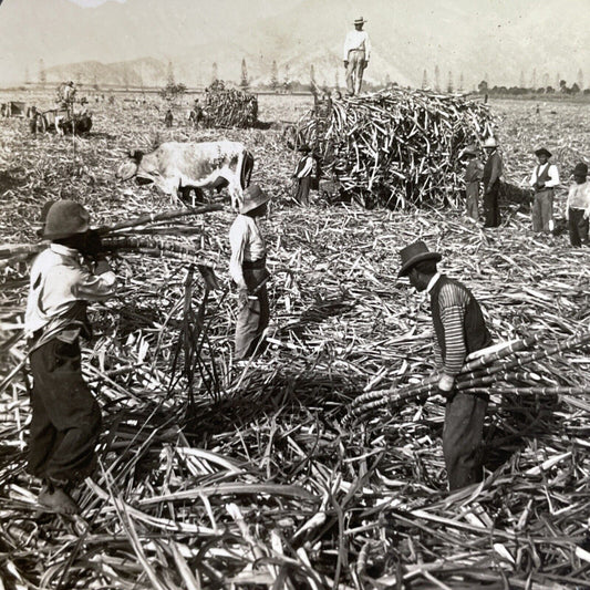 Antique 1918 Sugar Cane Harvest Santa Clara Peru Stereoview Photo Card P1363