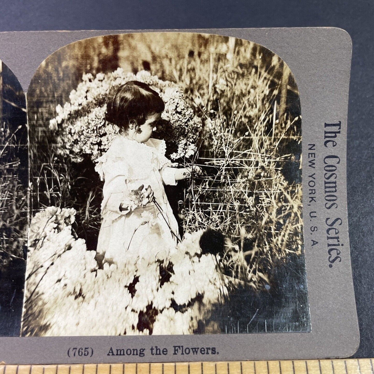 Antique 1900 Young Girl Picking Mums Carnations Stereoview Photo Card P3356