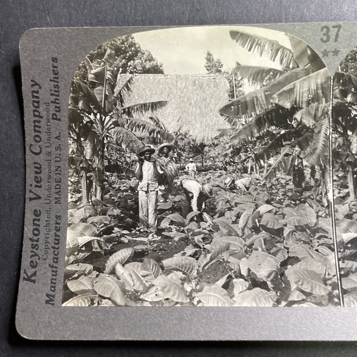 Antique 1918 Tobacco Farming In Havana Cuba Stereoview Photo Card P1625