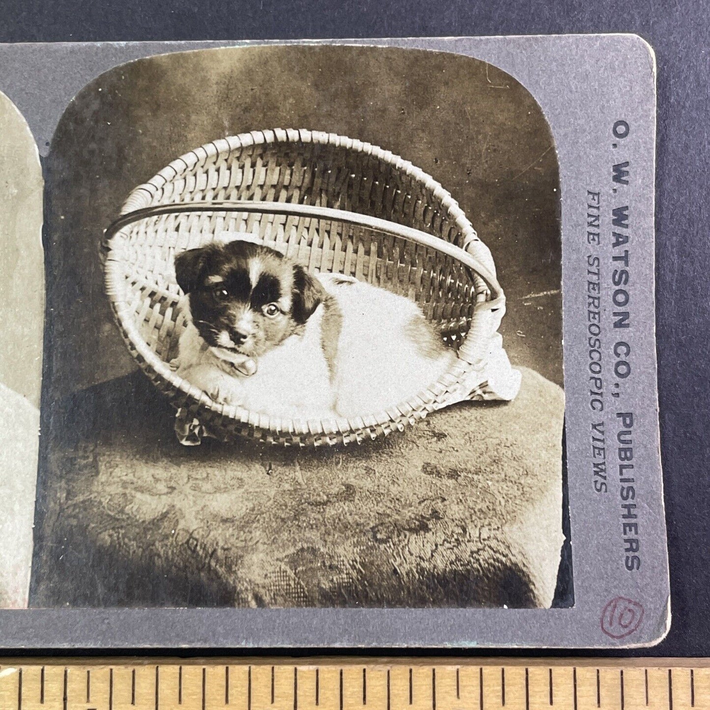 Puppy Dog in a Basket Stereoview O.W.  Watson Spokane Washington c1901 Y1709