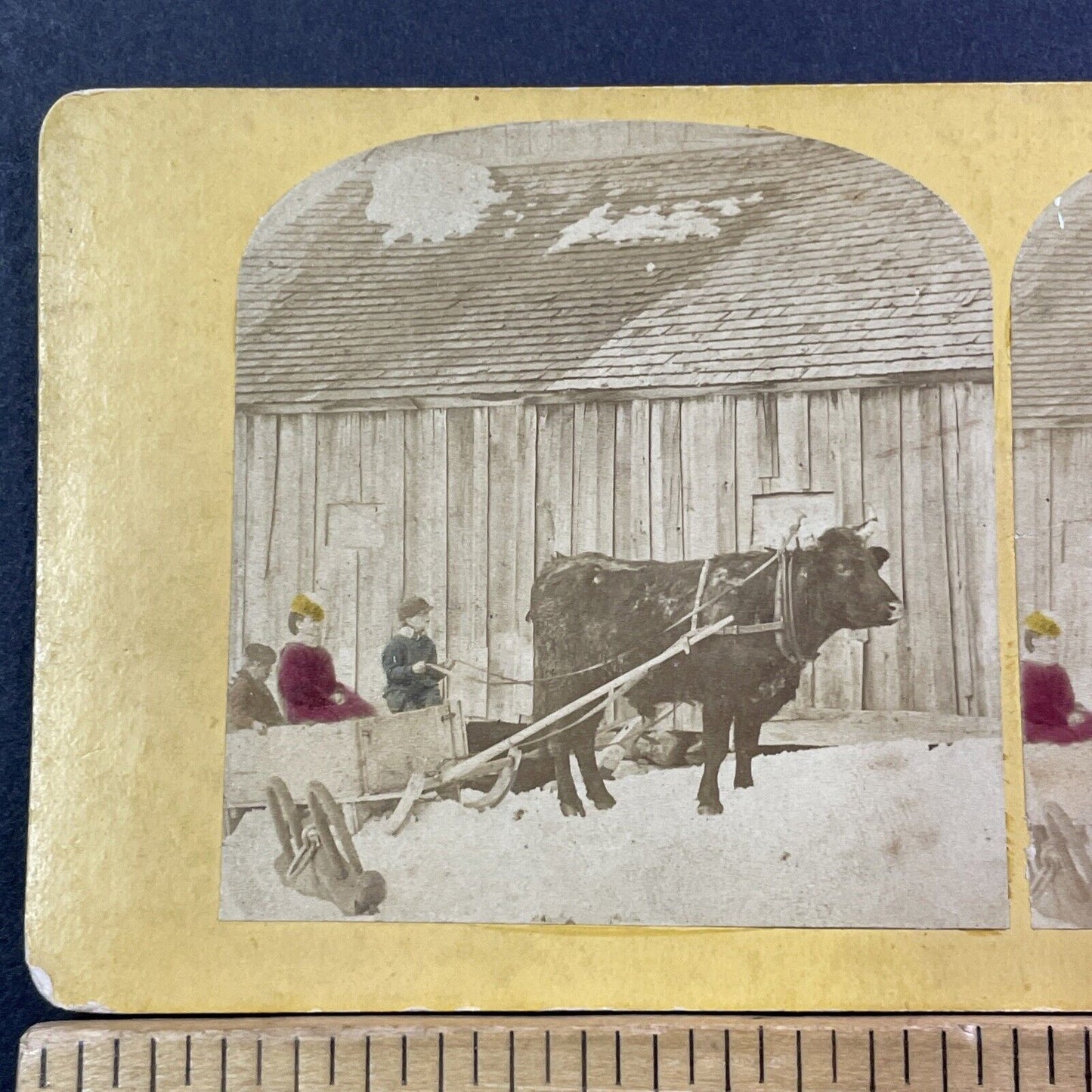 Christmas Sleigh Ride By A Bull Cow Stereoview Cattle Rides Antique c1870 X2408