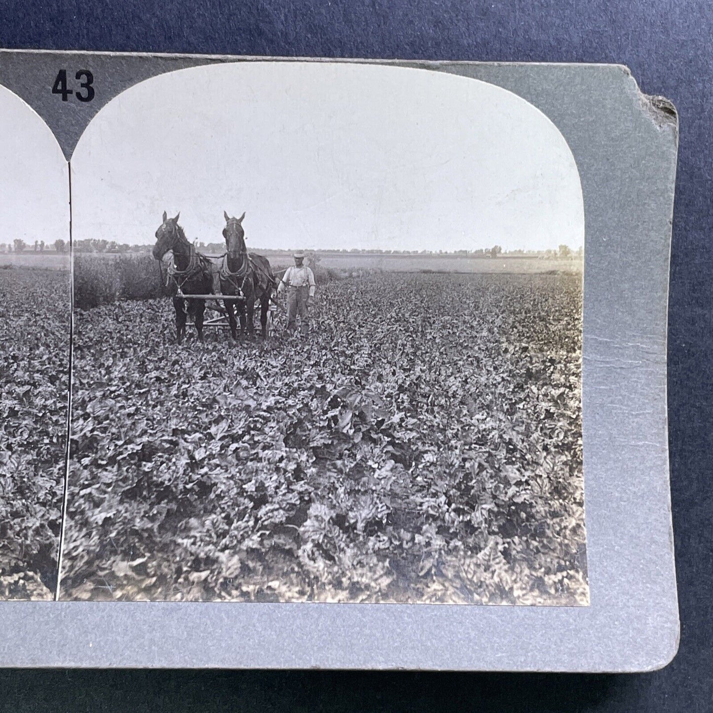 Antique 1909 Man Farming Tobacco Field Southern USA Stereoview Photo Card P1751