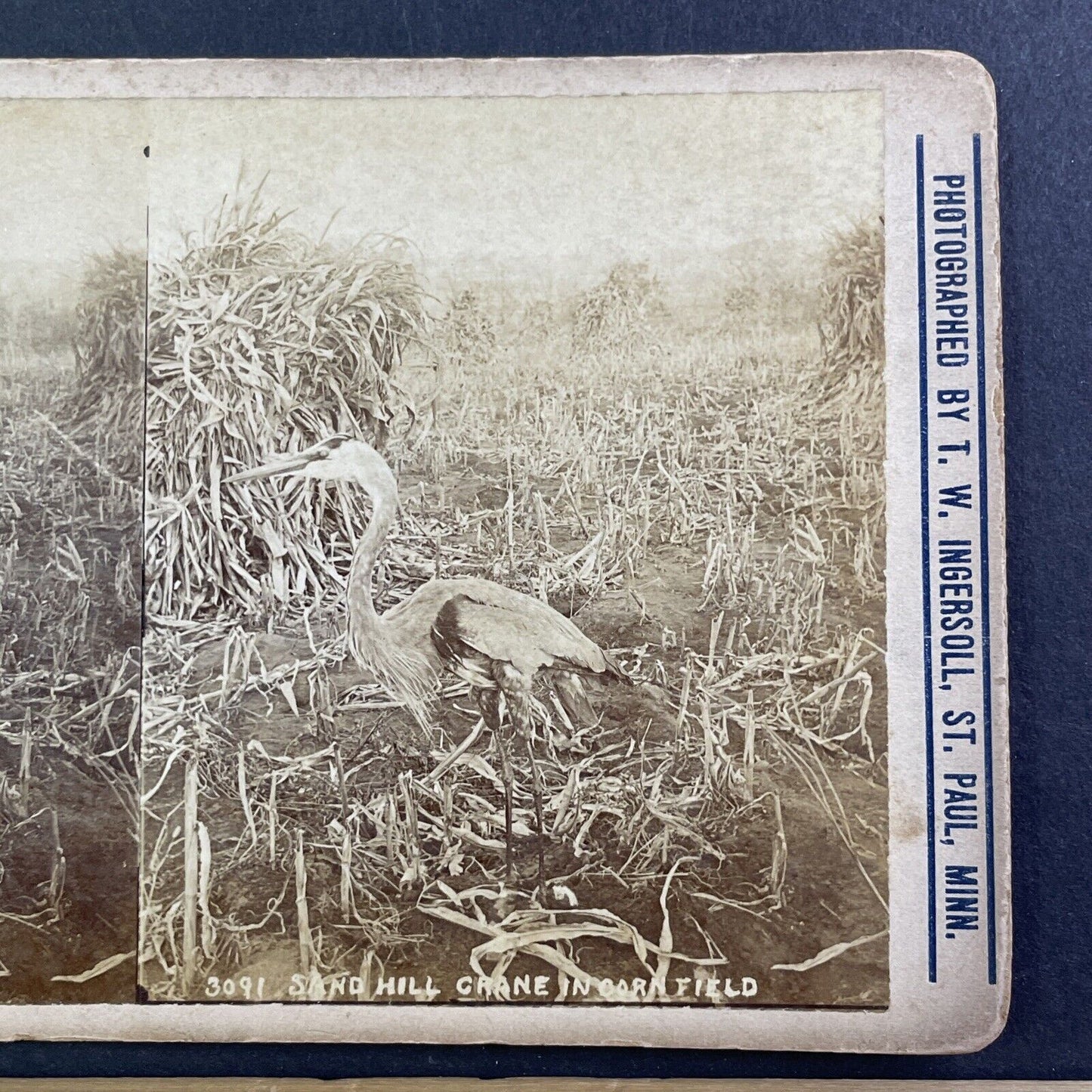 Sandhill Crane Bird Stereoview T.W. Ingersoll St. Paul Minnesota c1888 Y424