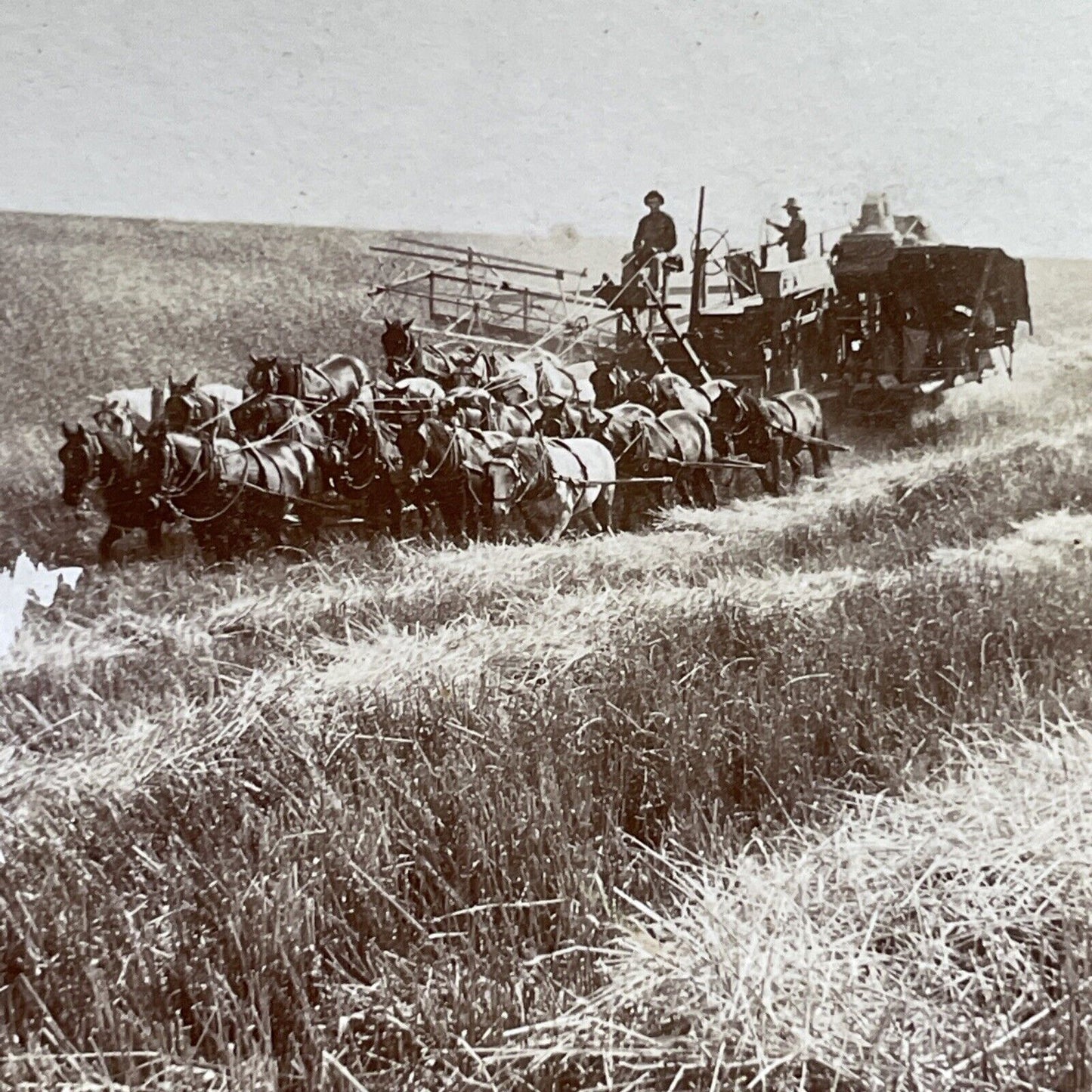 Antique 1901 Horse Drawn Hay Combine In Washington Stereoview Photo Card P1275