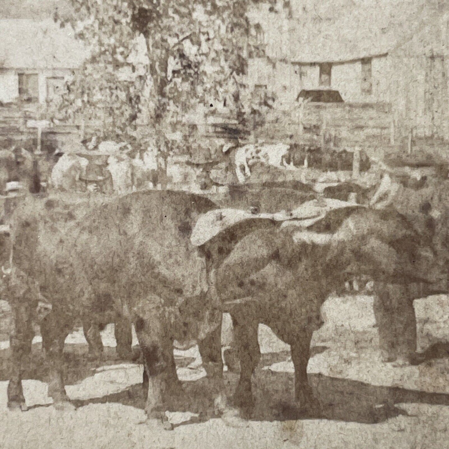 Antique 1878 'The Freak Wagon' Marlow Town Fair NH Stereoview Photo Card V2057