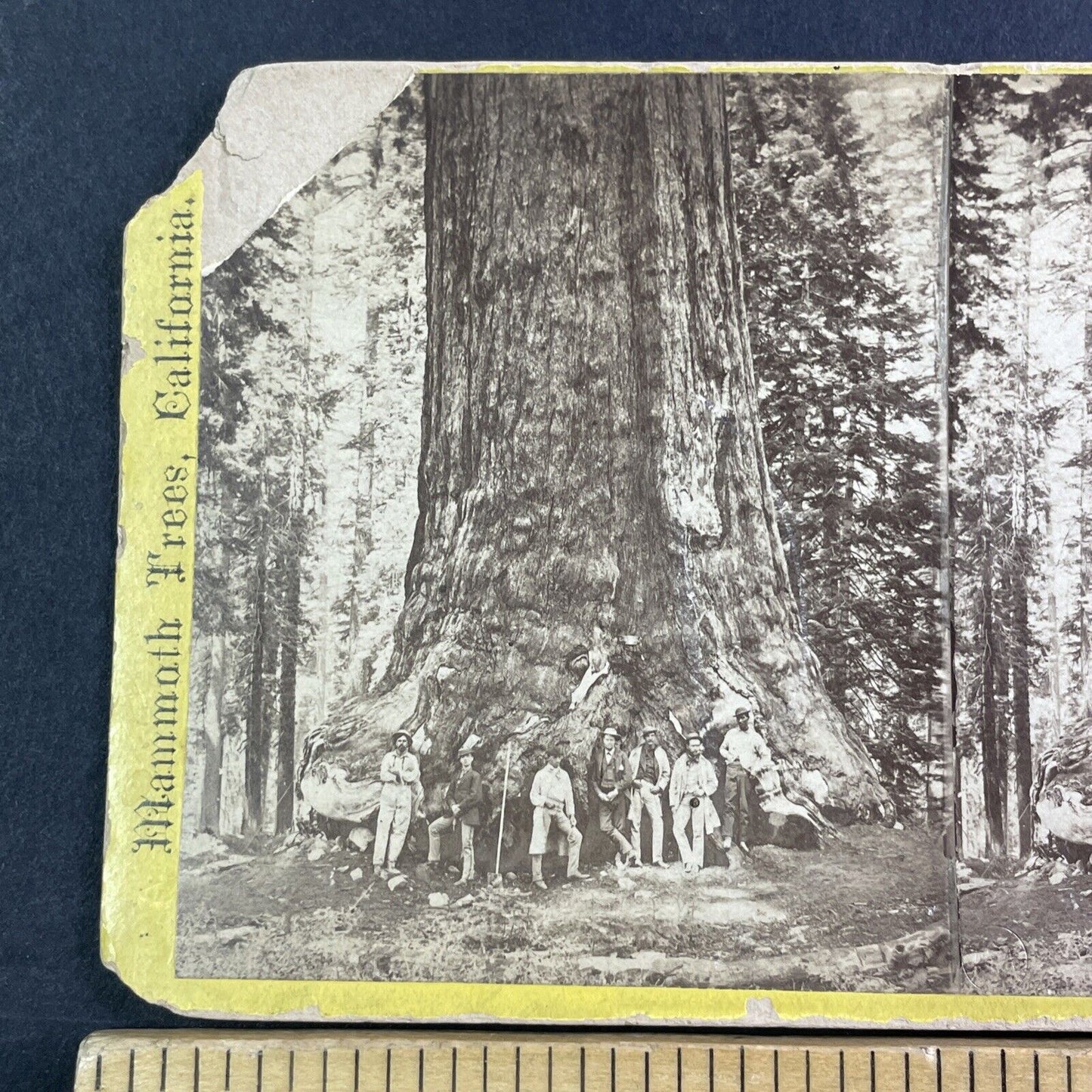 Mammoth Trees Of Yo-Semite Stereoview E&HT Anthony Antique c1870 X3708