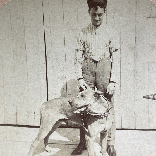 Antique 1902 Man With Pitbull Studded Collar Stereoview Photo Card V3600