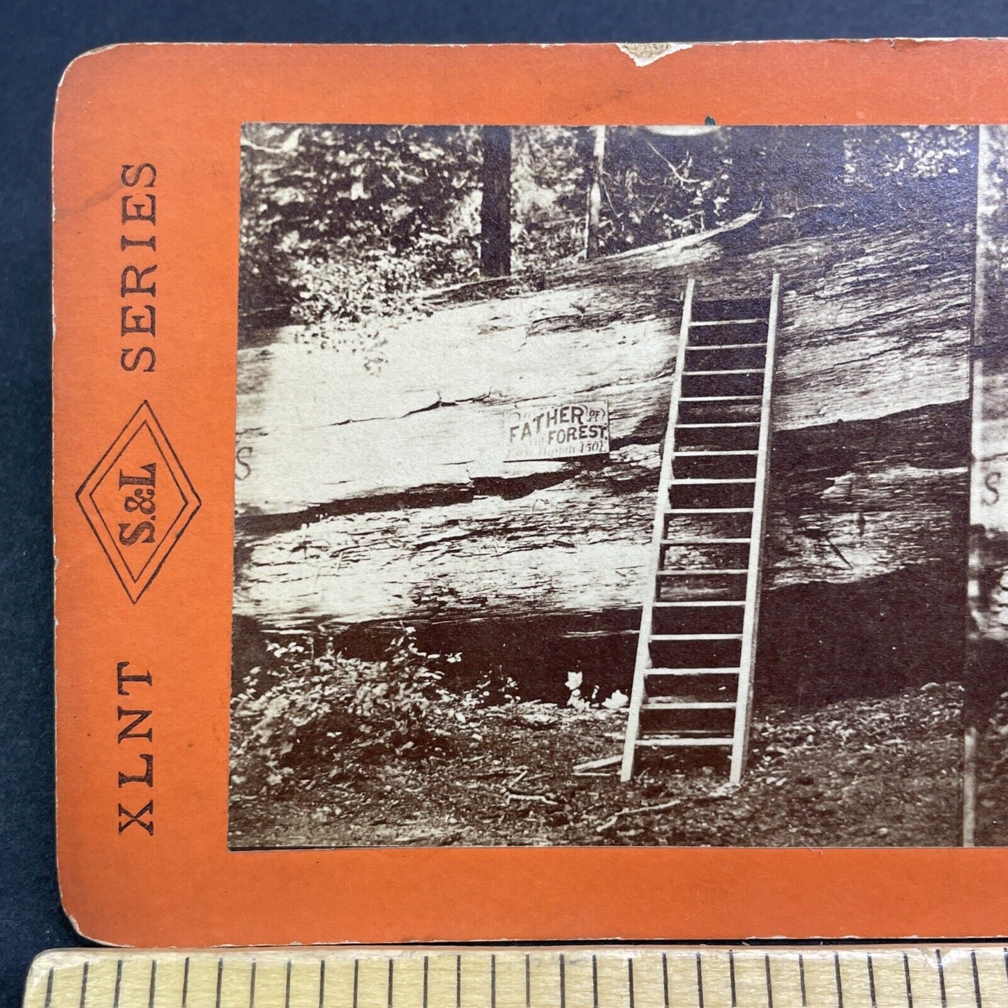 Antique 1870s Father Of The Forest Giant Sequoia Tree Stereoview Photo Card V527
