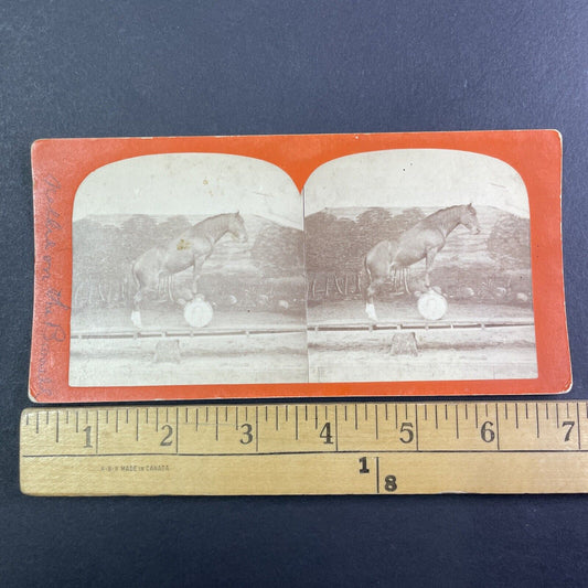 Horse Balancing on a See-Saw and a Barrel Stereoview Antique c1860s Y1308