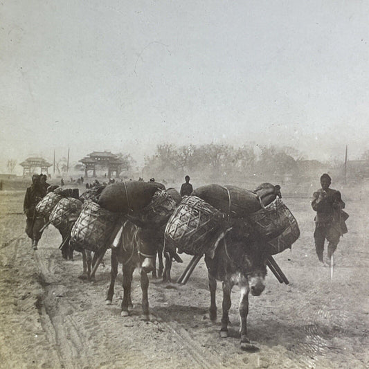 Antique 1905 Donkeys Hauling Rice In China Stereoview Photo Card P2164