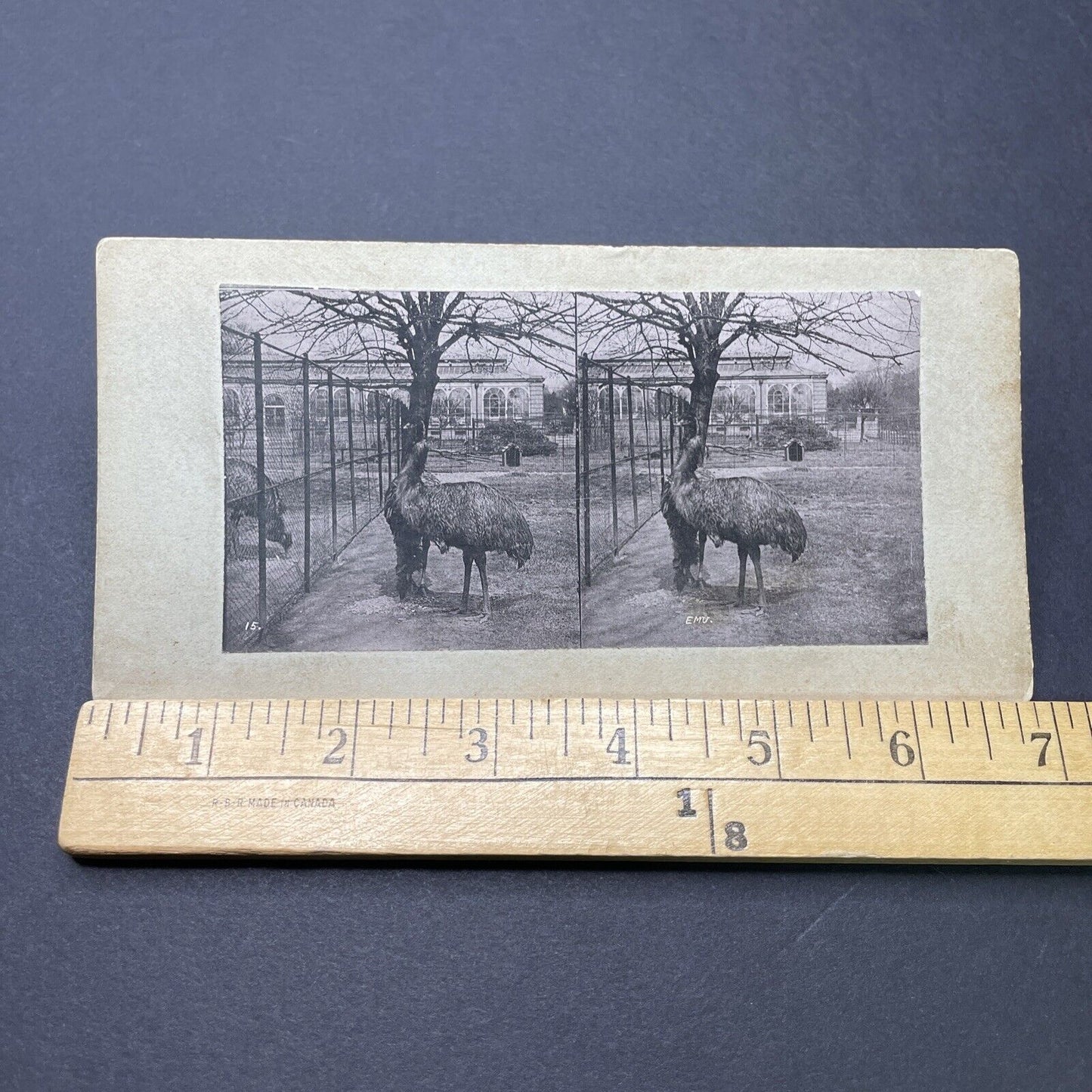 Antique 1880s An Emu Caged In The London Zoo Stereoview Photo Card P1681