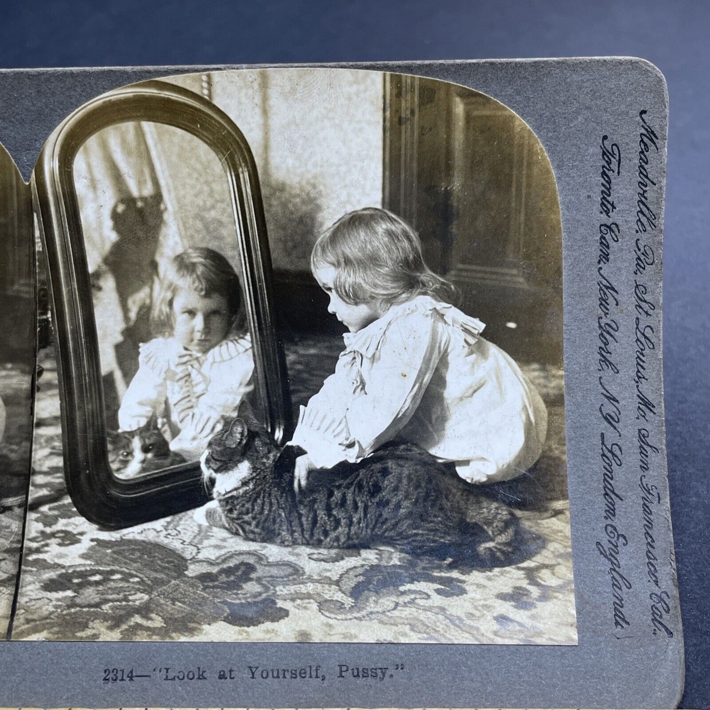 Antique 1896 A Toddler Girl With Her Cat In Mirror Stereoview Photo Card P1983