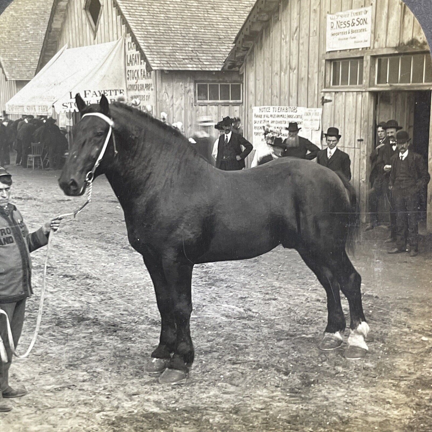 Champion Percheron Horse Lafayette Indiana Stereoview Durandal c1909 Y2739