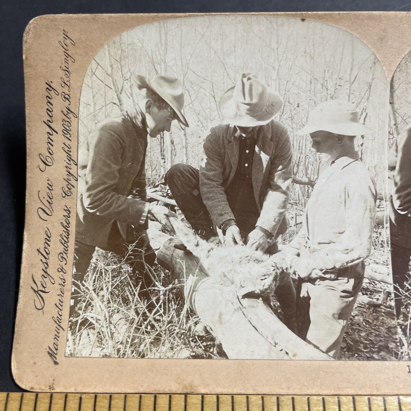 Antique 1903 Hunters Skin A Wild Cat In Colorado Stereoview Photo Card P5048