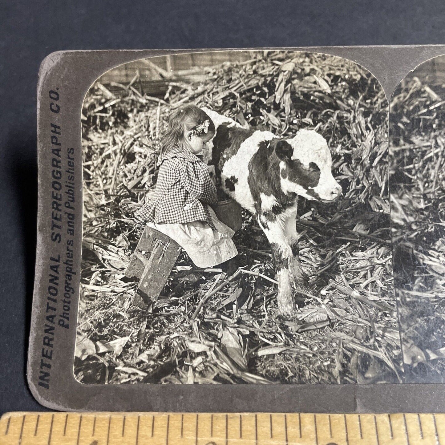 Antique 1901 Little Girl Tries To Milk A Calf Cow Stereoview Photo Card P4262