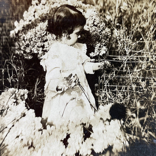 Antique 1900 Young Girl Picking Mums Carnations Stereoview Photo Card P3356